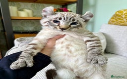 Savannah cats for sale: Awesome snow leopard Keetso male  - Image 2
