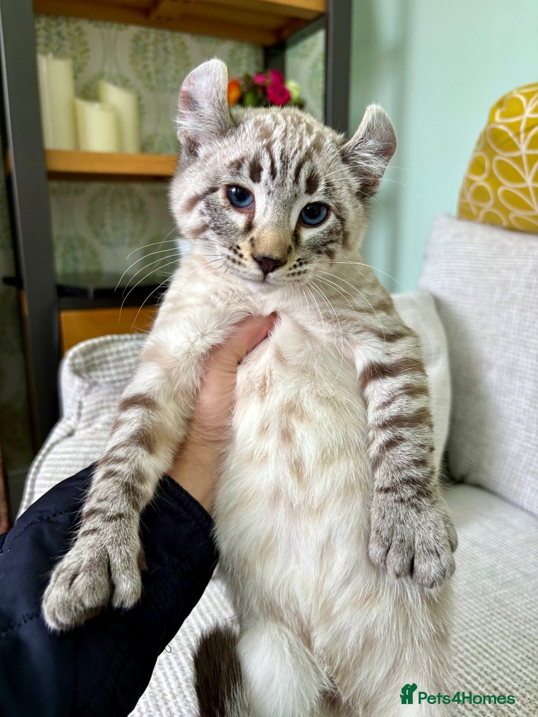 Savannah cats for sale: Awesome snow leopard Keetso male  - Image 2