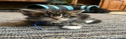 Maine Coon cats for sale: Stunning pedigree Maine coon kittens TICA  - Advert 3