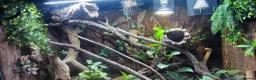 Monitor reptiles for sale: Green Tree Monitor with Set up in Winchester - Advert 2