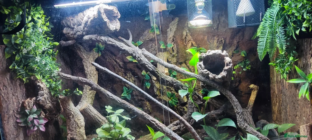 Monitor reptiles for sale: Green Tree Monitor with Set up in Winchester - Advert 2
