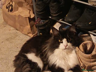 Maine Coon cats Two main coons one with papers - Advert 17