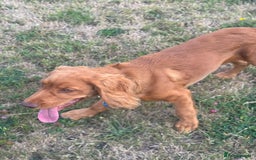 Cocker Spaniel dogs for sale: Stunning Cocker Spaniel KC Male 5 months old  - Image 5