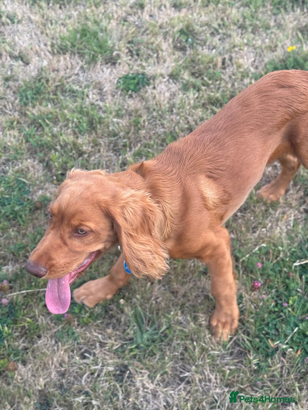 Cocker Spaniel dogs for sale: Stunning Cocker Spaniel KC Male 5 months old  - Image 5