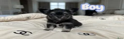 Chihuahua dogs for sale: Exquisite long coat chihuahuas  - Advert 7