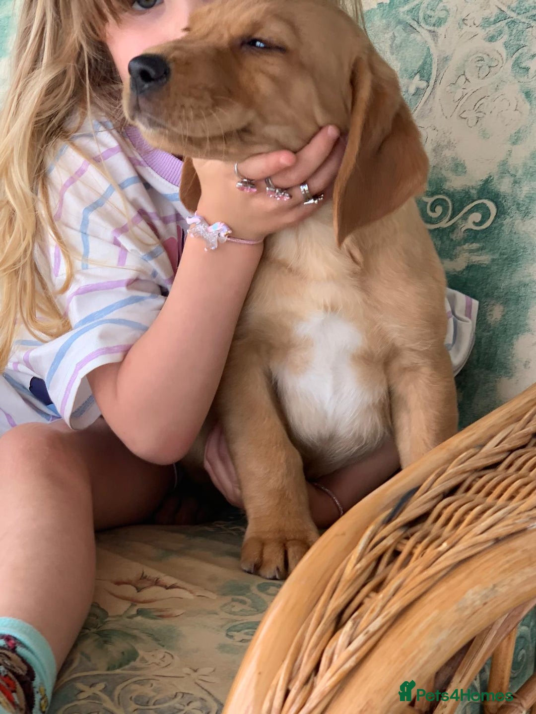 Cockerdor dogs for sale: Beautiful Cockador male puppy - Image 7