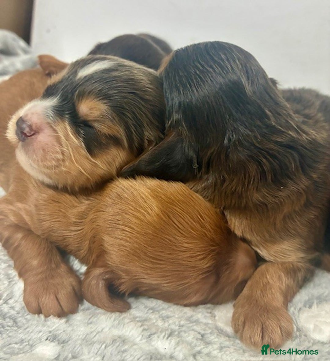 Cavapoo dogs for sale: 🌟 Outstanding Cavapoo puppies 🌟 - Advert 7