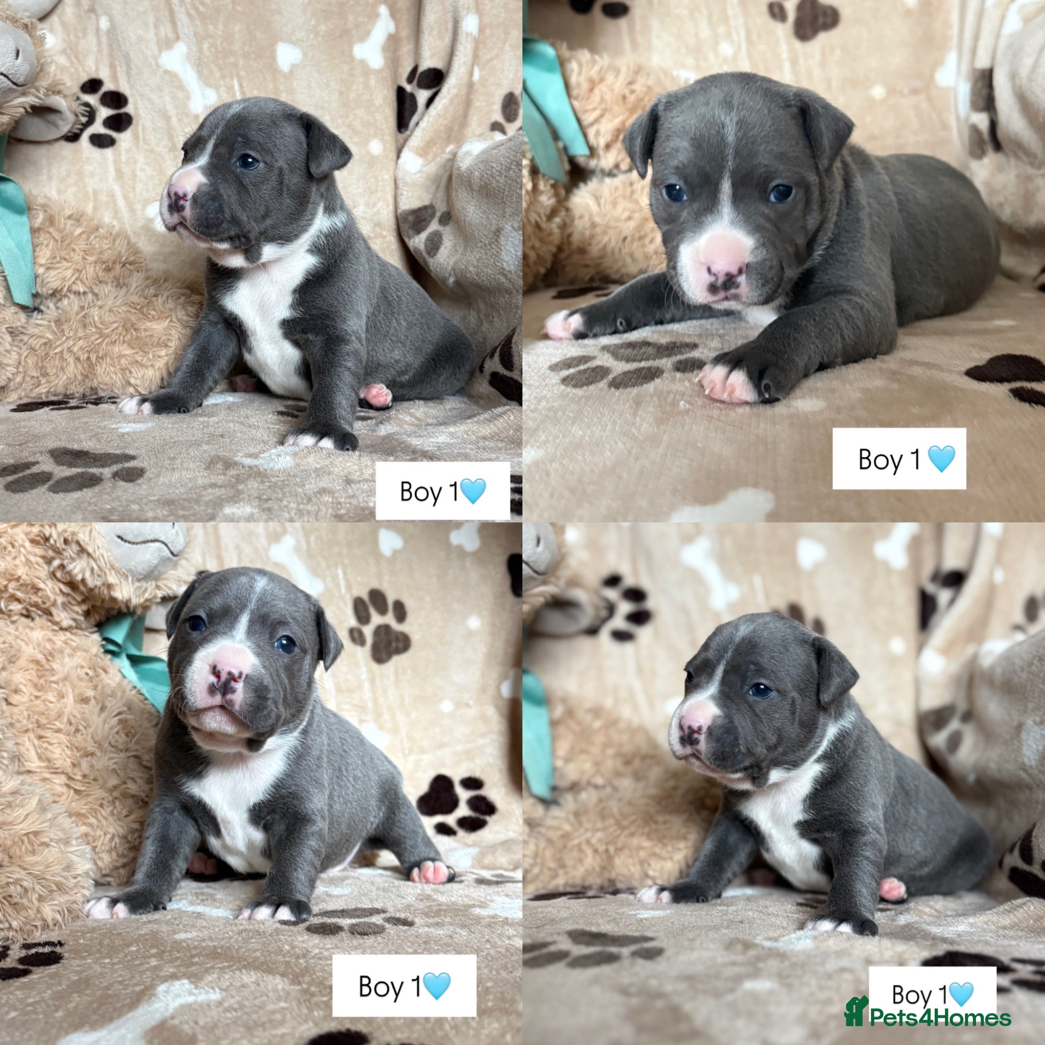 Staffordshire Bull Terrier dogs Blue & White KC Staffordshire Bull Terrier Puppies - Advert 1