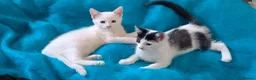 Mixed Breed cats for sale: Turkish Angora mix kittens - Advert 6