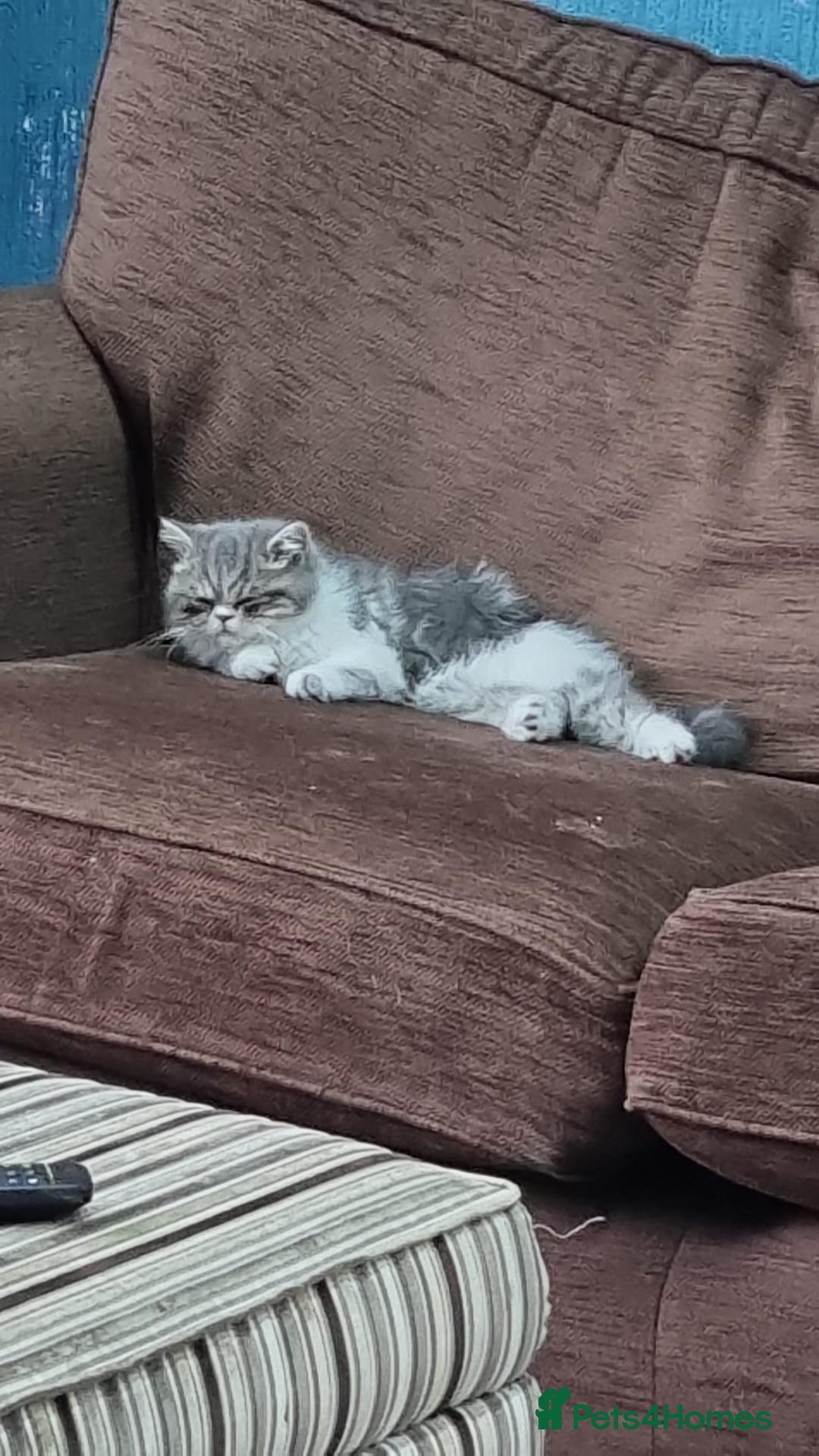 Persian cats for sale: Beautiful friendly pedigree shorthair Persian  - Advert 2