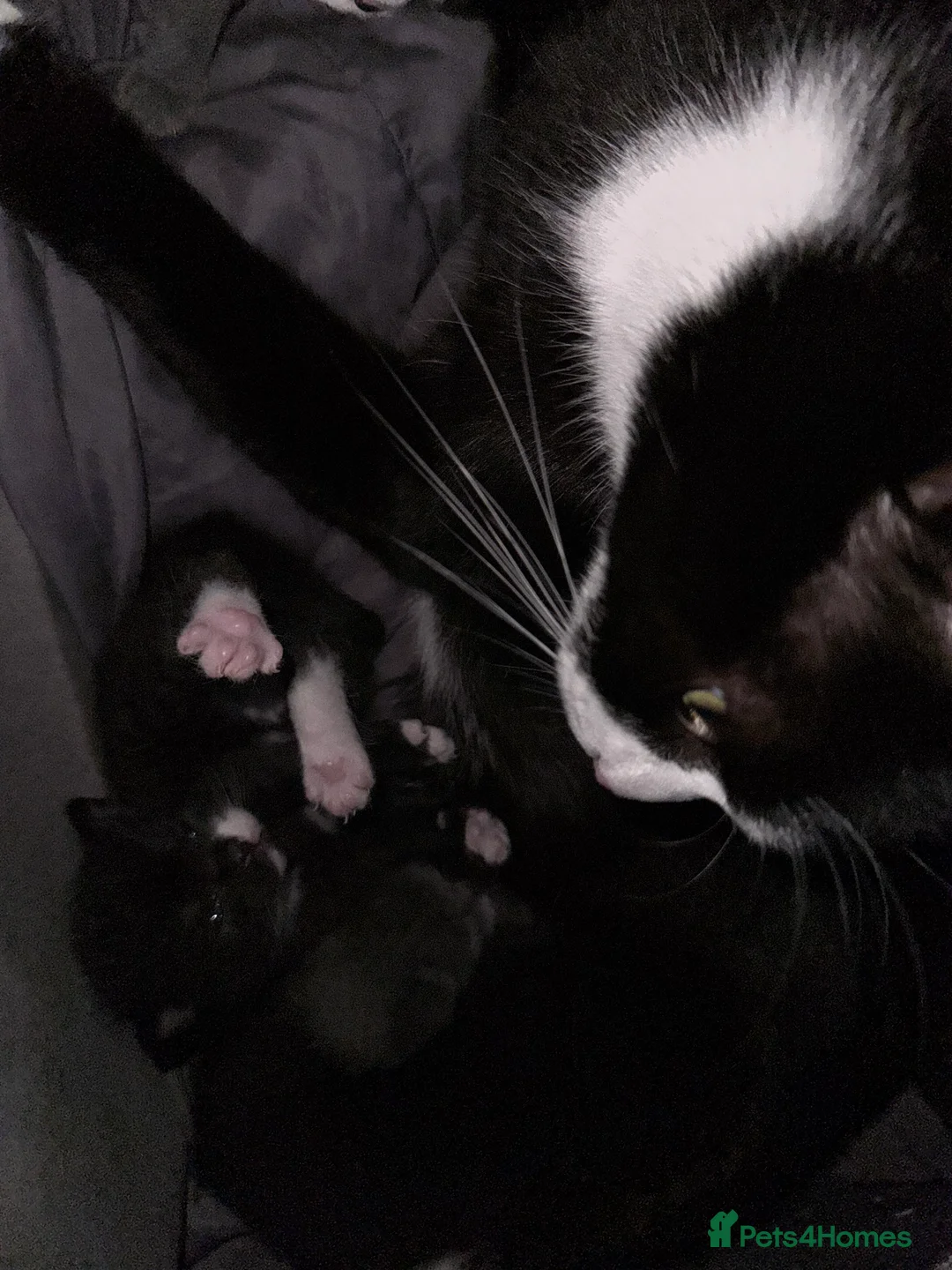 Mixed Breed cats for sale: Beautiful and super friendly mixed kittens - Advert 15