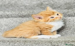 Mixed Breed cats for sale: Stunning Turkish angora x Maine coon - Image 9
