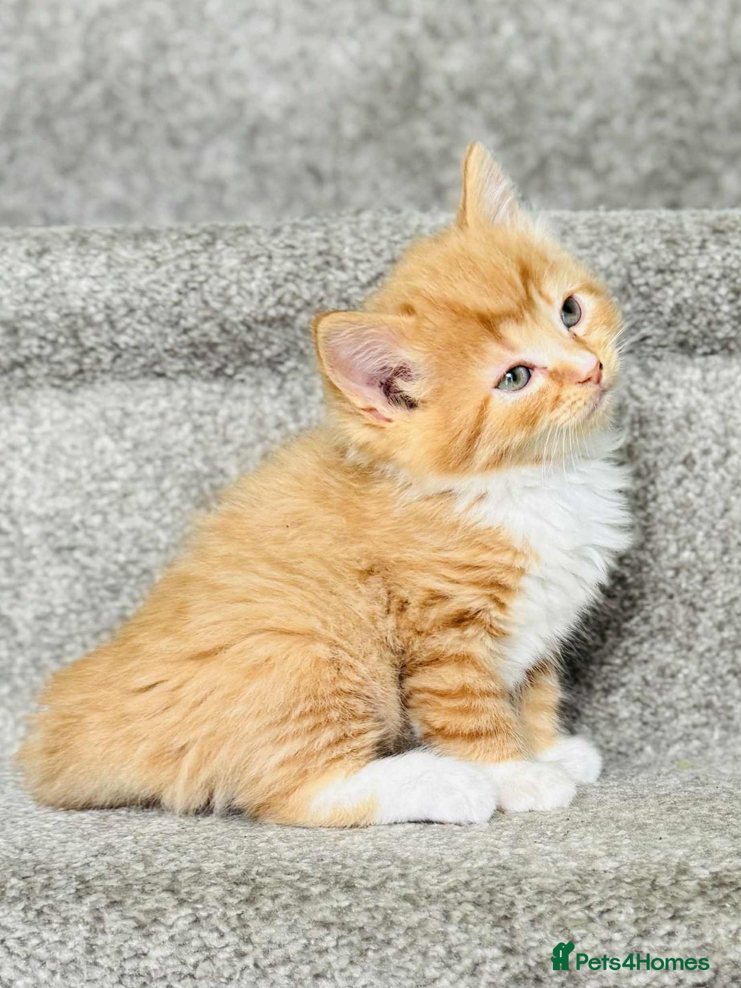 Mixed Breed cats for sale: Stunning Turkish angora x Maine coon - Image 9