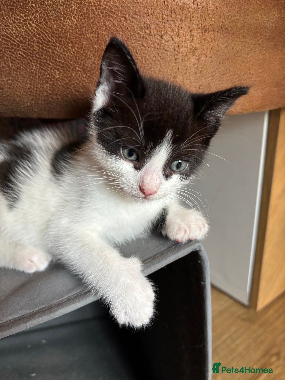 Mixed Breed cats for sale: Beautiful kittens ready for loving homes - Image 10