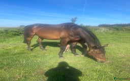 English Thoroughbred horses for sale: Tb mare and foal  - Image 1