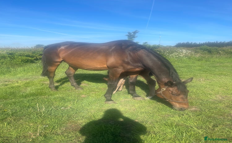 English Thoroughbred horses - Advert 2
