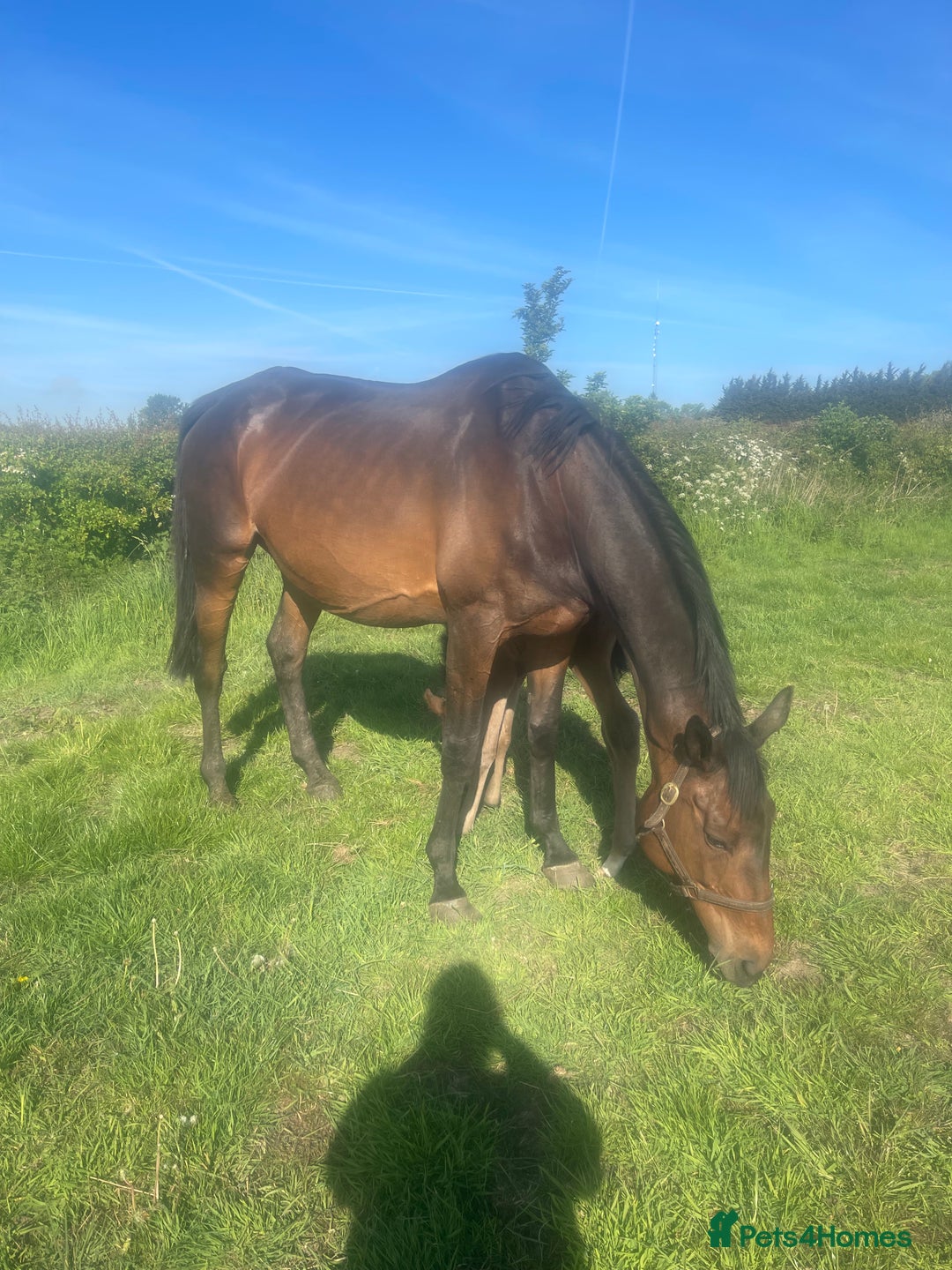 English Thoroughbred horses for sale: Tb mare and foal  - Image 1