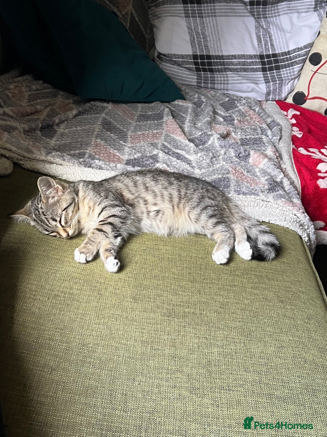 Mixed Breed cats for sale: Lovely cat - Advert 1