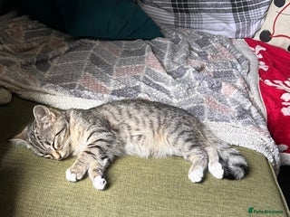 Mixed Breed cats Lovely cat - Advert 1