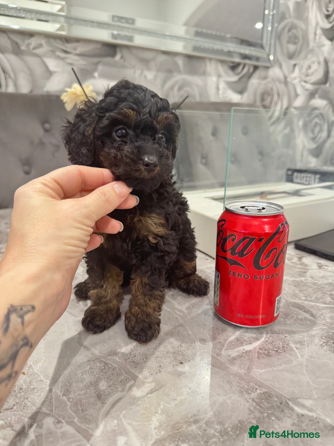 Cavapoo dogs for sale:  ** /TOY MULTI GEN CAVAPOO BOY - Advert 1