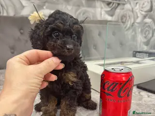 Cavapoo dogs TEACUP/TOY MULTI GEN CAVAPOO BOY - Advert 2