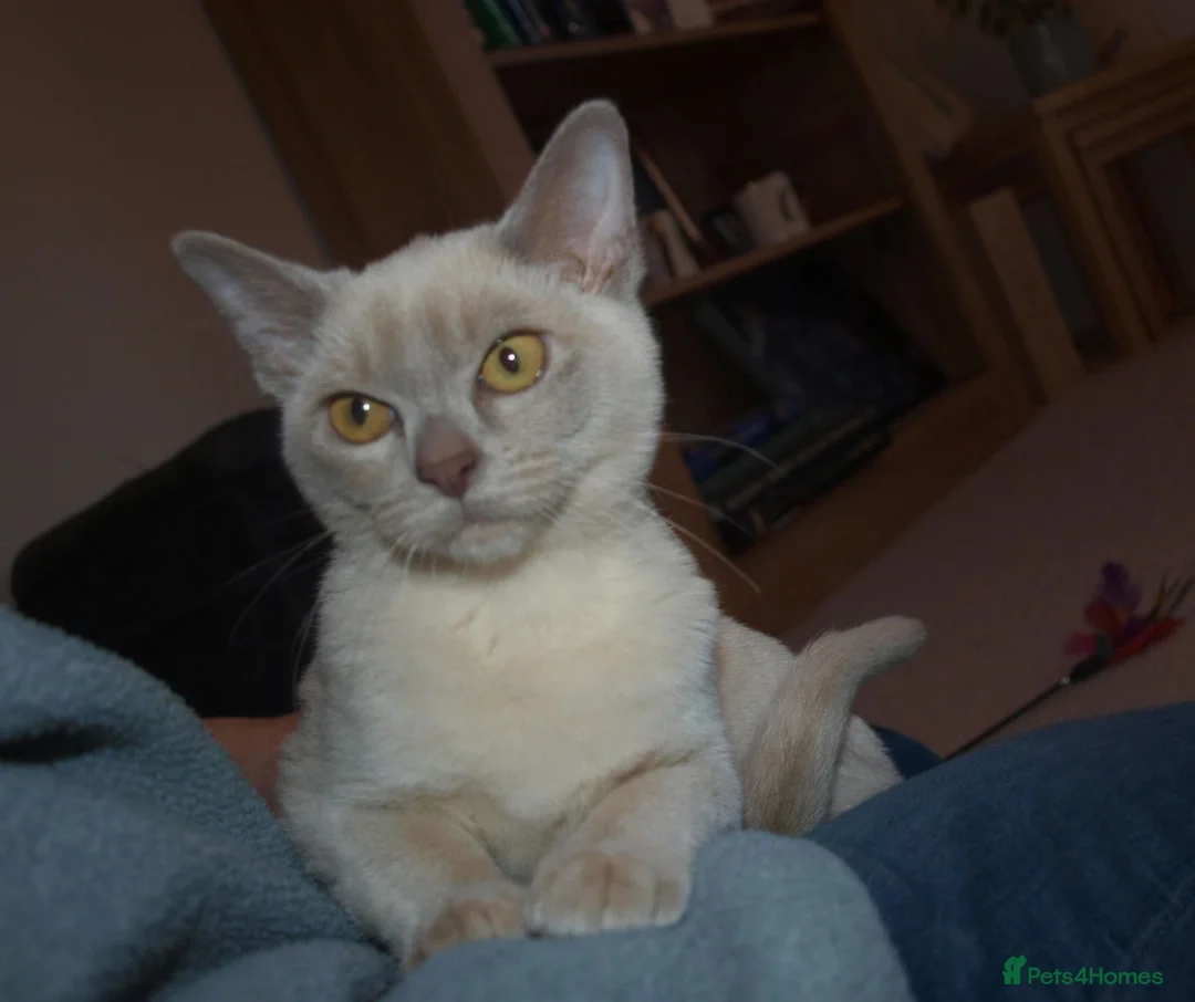 Burmese cats for sale: Adorable Brown Male Burmese Kitten - Advert 8