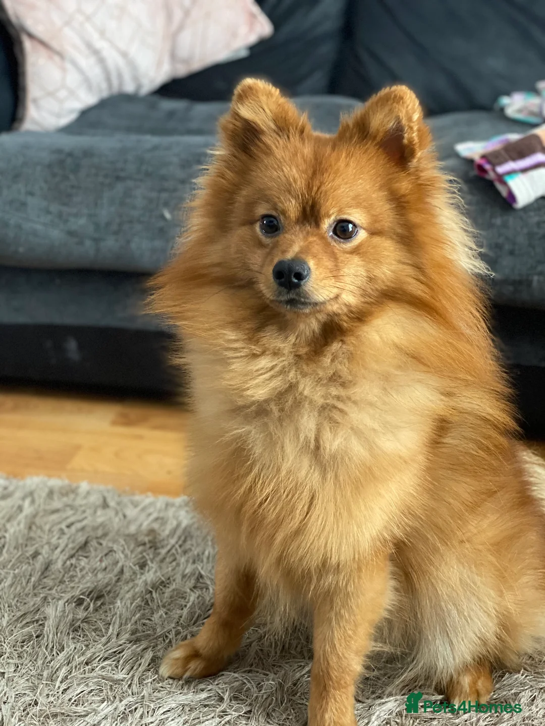 Pomeranian dogs for stud: Teddy is FOR STUD  in Cwmbran - Advert 6