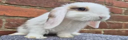 Mini Lop rabbits for sale: Mini lops ready to leave now 8 weeks old  - Advert 4