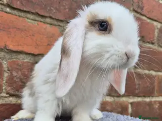 Mini Lop rabbits Mini lops ready - Advert 2