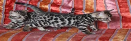 Bengal cats for sale: Outstanding Bengal kittens , European champion dad - Advert 5