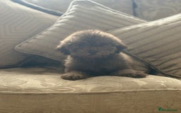 Toy Poodle dogs for sale:  Reduced ! chocolate teddy bear faced poodle pups  - Image 13