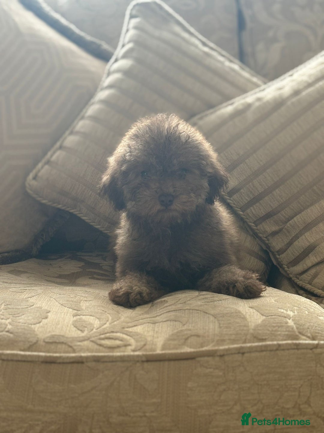 Toy Poodle dogs for sale:  Reduced ! chocolate teddy bear faced poodle pups  - Image 13
