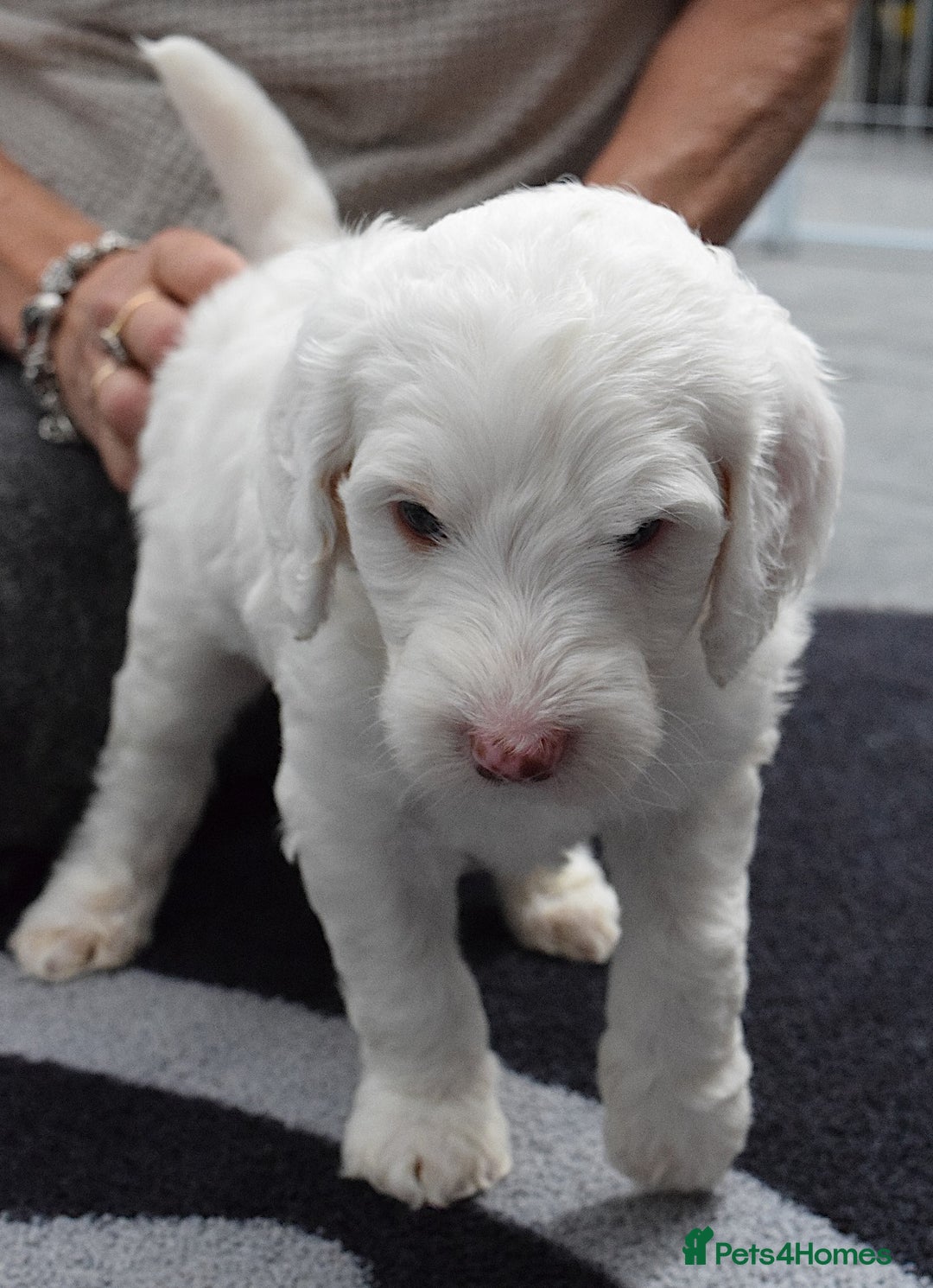 Double Doodle dogs for sale: Stunning litter standard golden doodles - Image 7