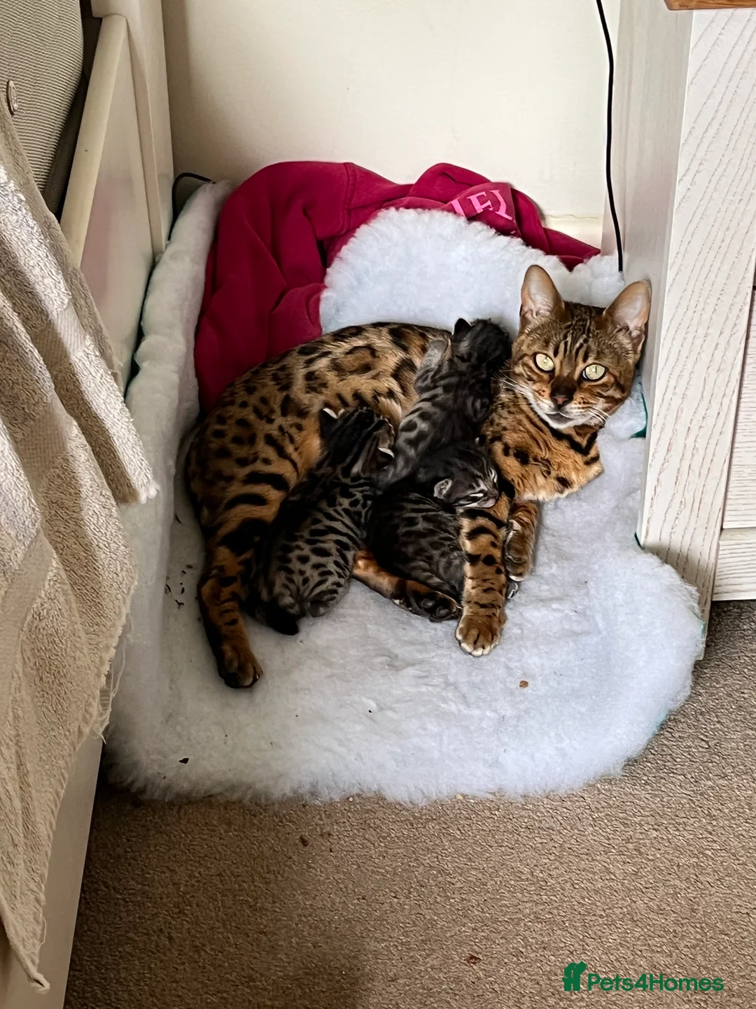 Bengal cats for sale: Beautifully marked Bengal cross kittens. - Advert 2