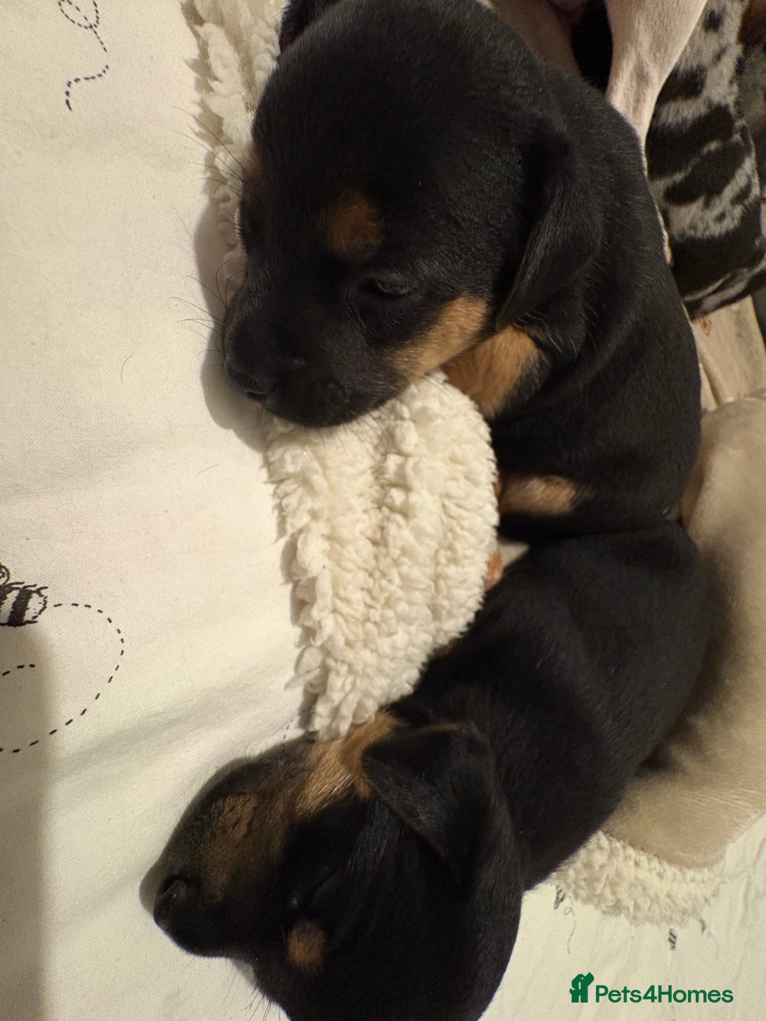 Jack Russell dogs for sale: Much wenlock jrt puppies 4 weeks old  - Advert 7