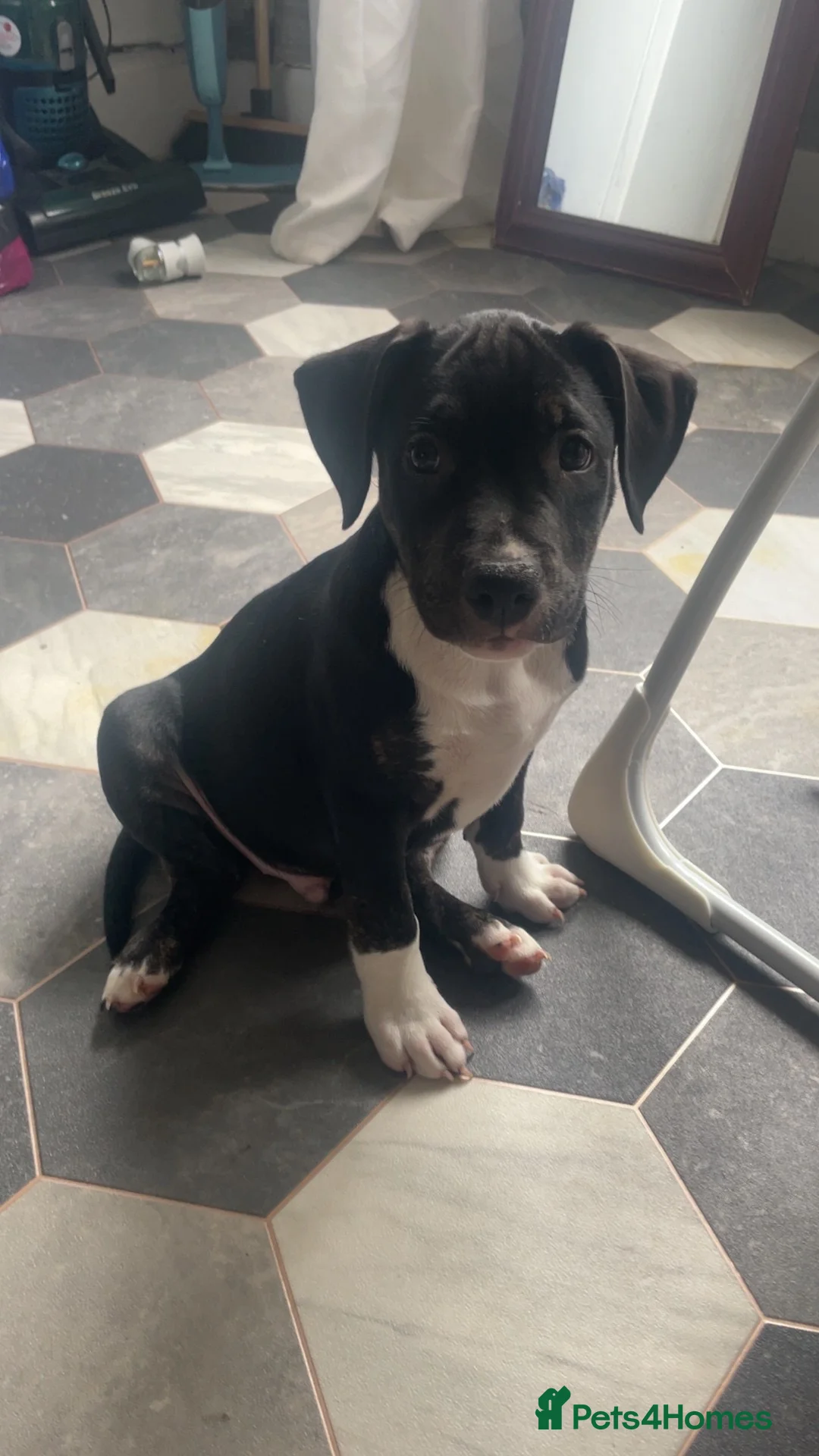 Mixed Breed dogs for sale: 13 week old staff mixed with pocket bully  in Bury - Advert 5