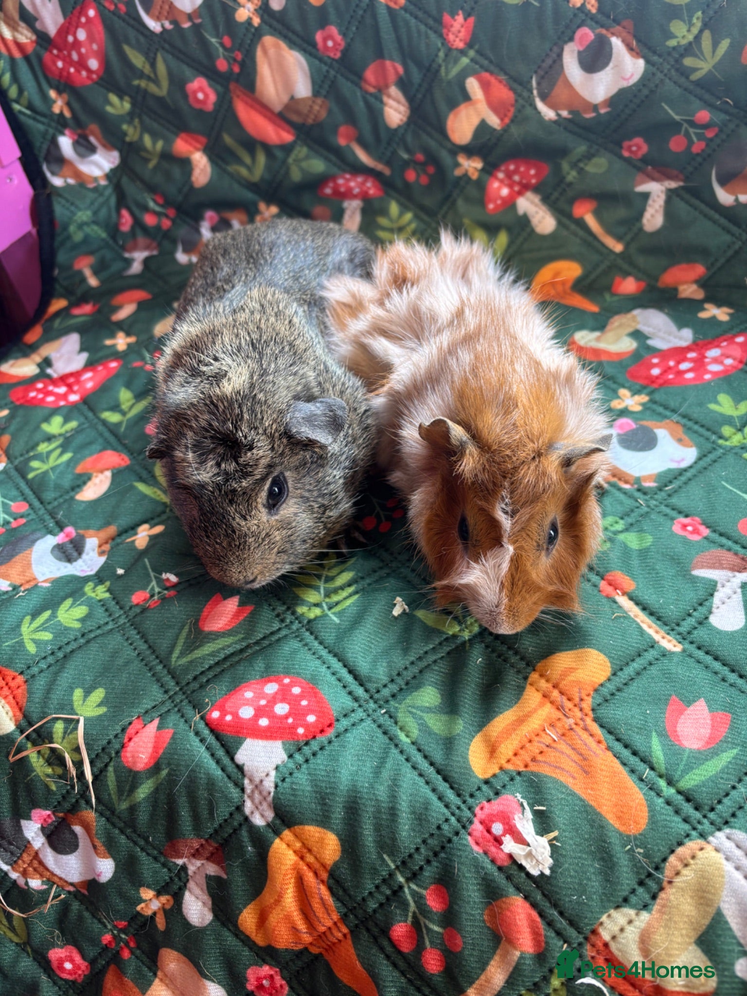 Guinea Pig rodents two pairs of bonded boys - Advert 22