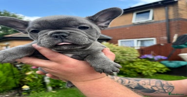 French Bulldog dogs - Advert 12
