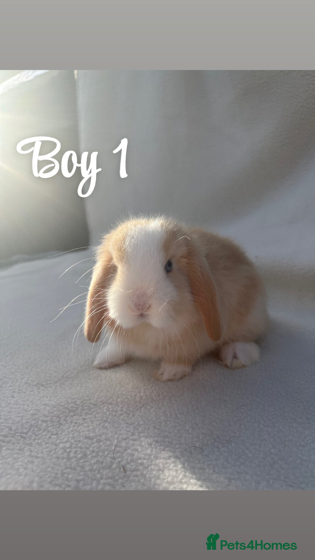 Mini Lop rabbits for sale: Gorgeous mini lop pure bred  - Advert 4