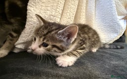 Domestic Shorthair cats for sale: 5 gorgeous kittens for sale - Image 9