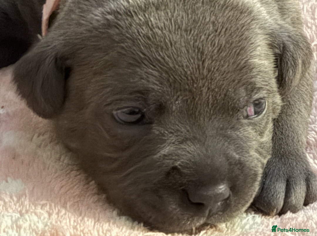 Staffordshire Bull Terrier dogs for sale: KC Blue Staffordshire Bull Terrier Puppies  - Advert 1