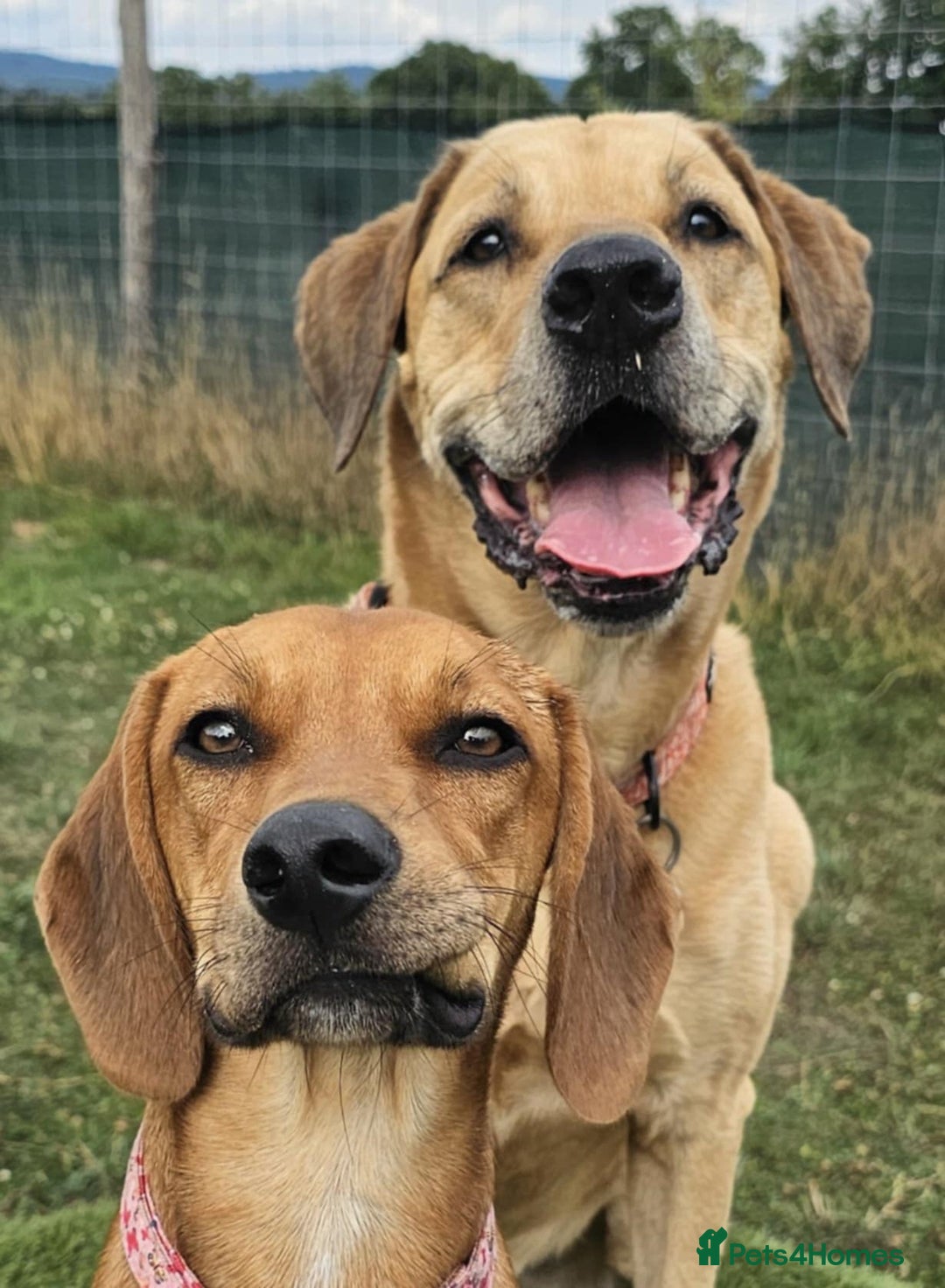 Mixed Breed dogs for adoption: RUBY - 8 months old, Female, Vizla Mix - Image 2