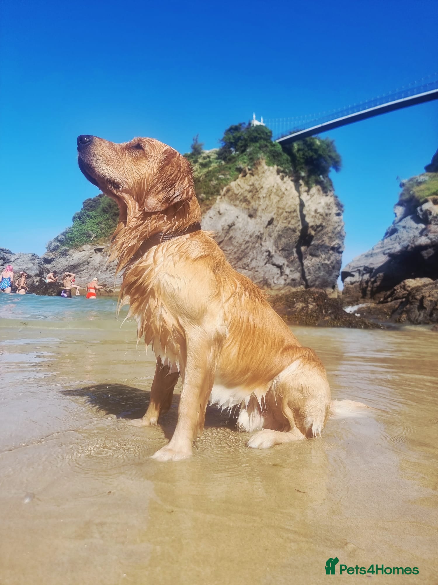 Golden Retriever dogs Golden Retriever Stud Dog – Northampton  - Advert 1