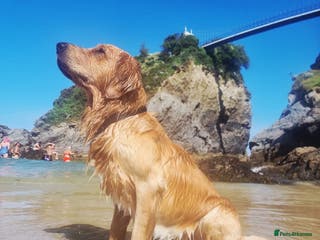 Golden Retriever dogs Golden Retriever Stud Dog – Northampton - Advert 11