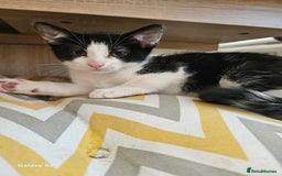 British Shorthair cats for sale: 2 Adorable Fluffy Kittens - Advert 3