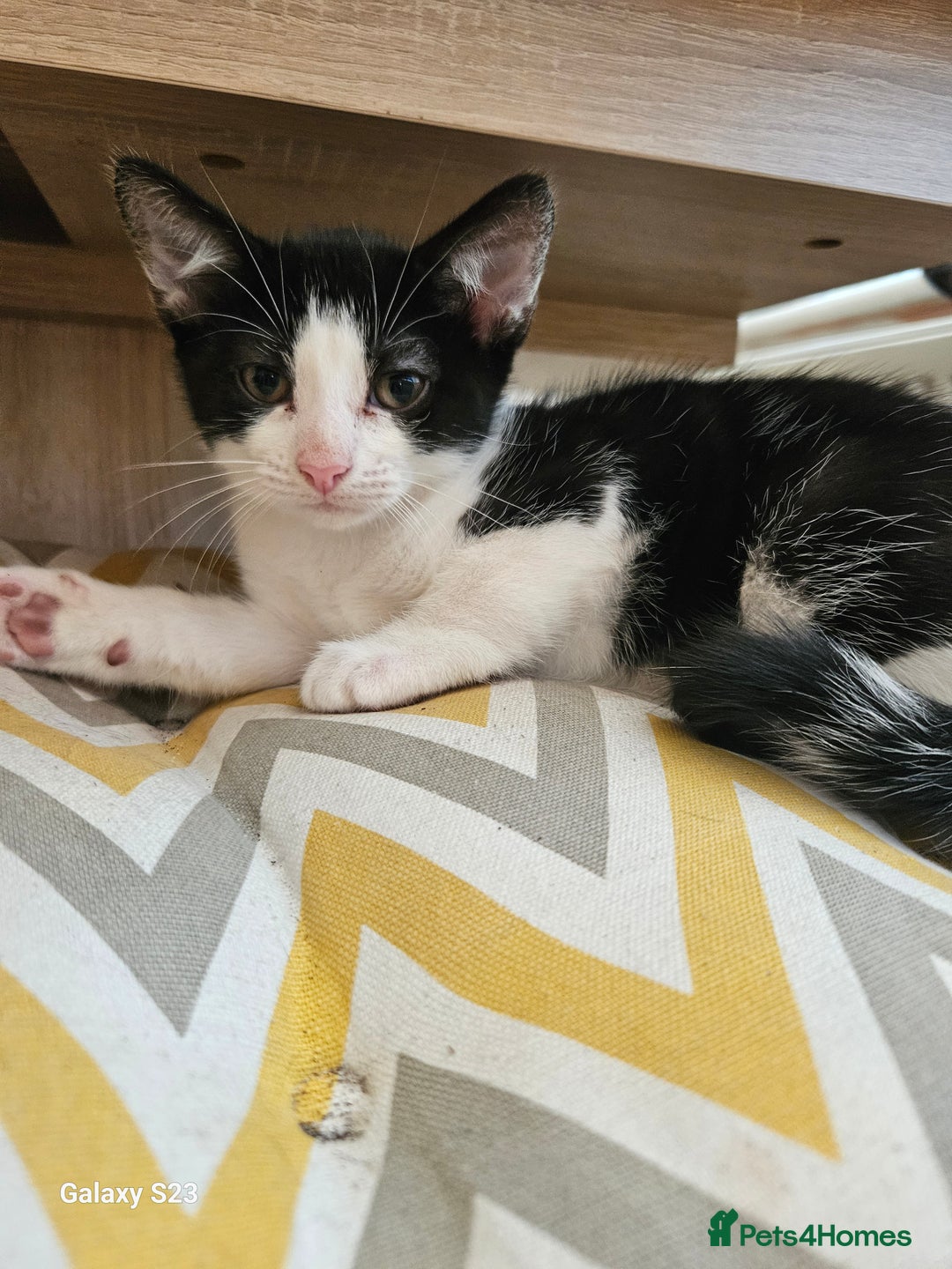 British Shorthair cats for sale: 2 Adorable Fluffy Kittens - Advert 3