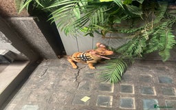 Mixed Breed dogs for sale: Cutest girl chihuahua 5 months, fits in my bag🥺 - Image 6