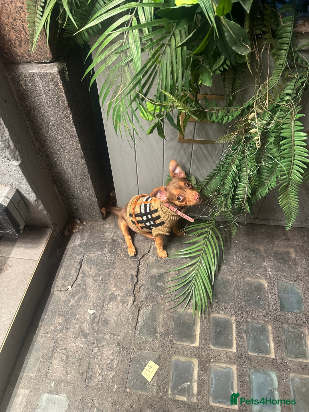 Mixed Breed dogs for sale: Cutest girl chihuahua 5 months, fits in my bag🥺 - Image 6
