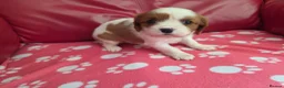 Mixed Breed dogs for sale: Cavapoo f1b - Advert 11