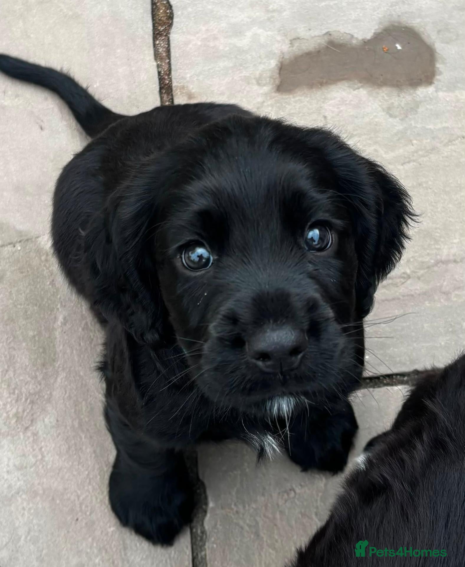 Sprocker dogs Gorgeous black sprocker  - Advert 1